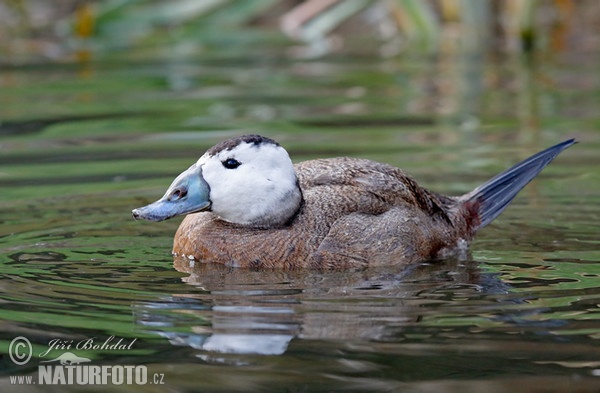 Kachnice bělohlavá (Oxyura leucocephala)