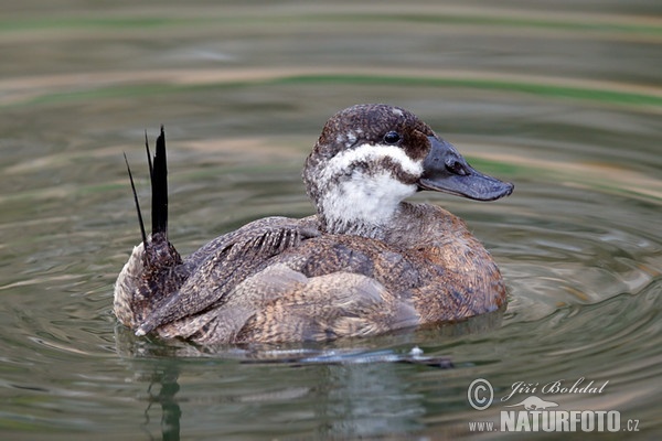 Kachnice bělohlavá (Oxyura leucocephala)