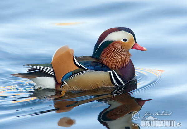 Kachnička mandarínská (Aix galericulata)