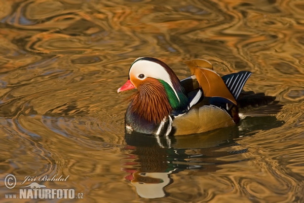 Kachnička mandarínská (Aix galericulata)