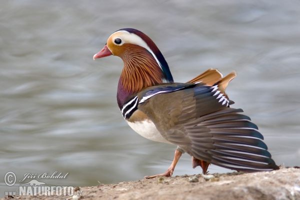 Kachnička mandarínská (Aix galericulata)