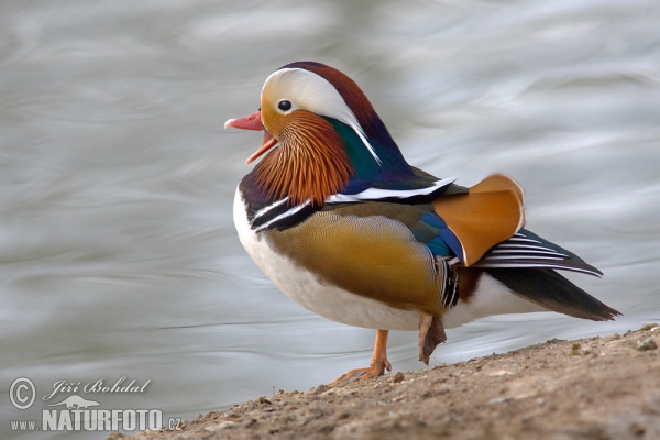 Kachnička mandarínská (Aix galericulata)