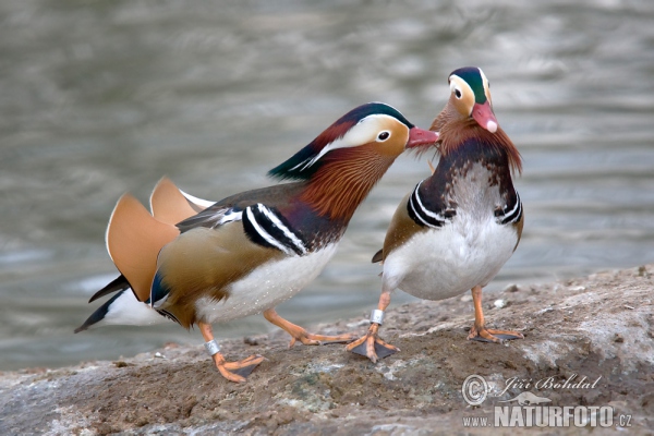 Kachnička mandarínská (Aix galericulata)