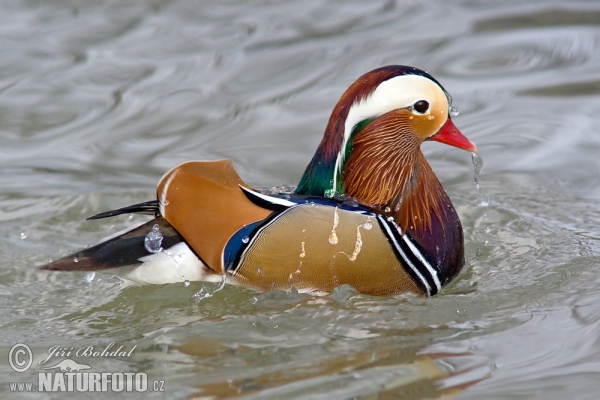 Kachnička mandarínská (Aix galericulata)