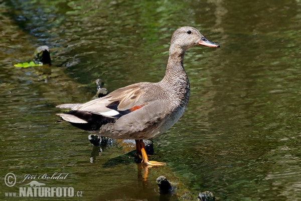 Kačica chripľavka (Anas strepera)