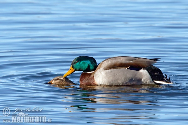 Kačica divá (Anas platyrhynchos)