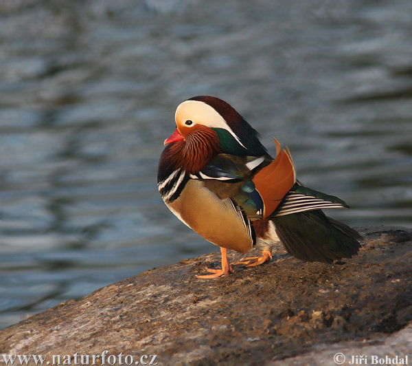 Kačica mandarínska (Aix galericulata)