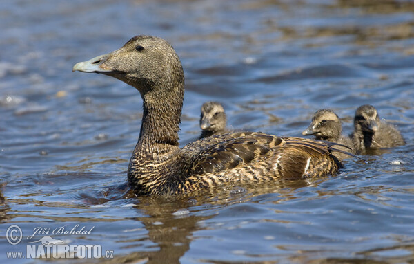 Kajka mořská (Somateria mollissima)