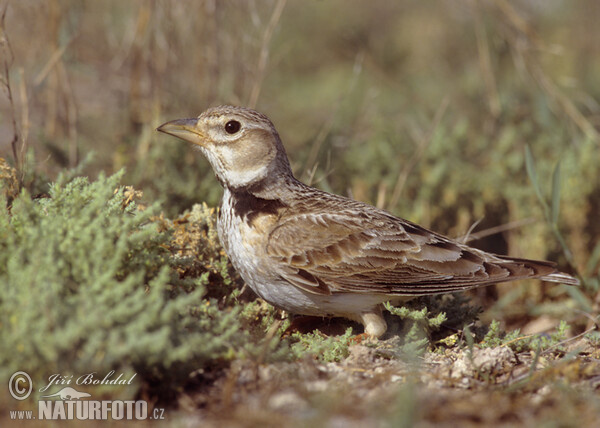 Kalandra zpěvná (Melanocorypha calandra)