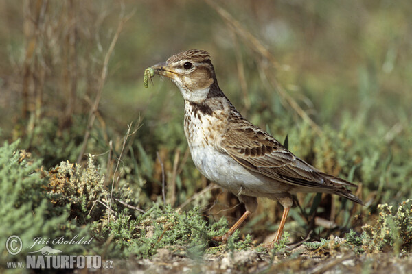 Kalandra zpěvná (Melanocorypha calandra)