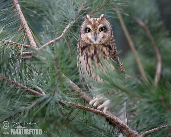 Kalous pustovka (Asio flammeus)