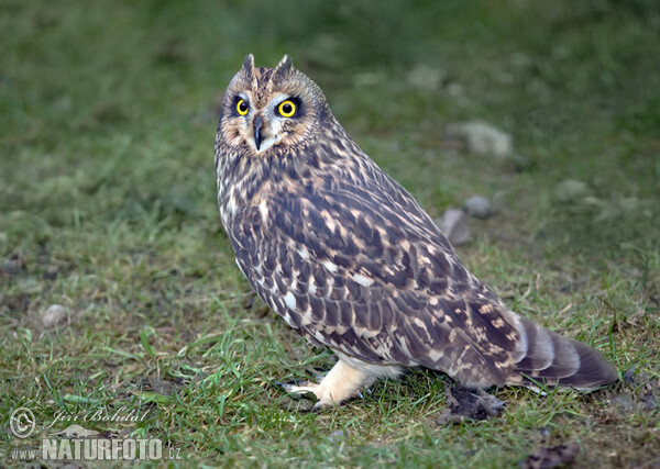 Kalous pustovka (Asio flammeus)