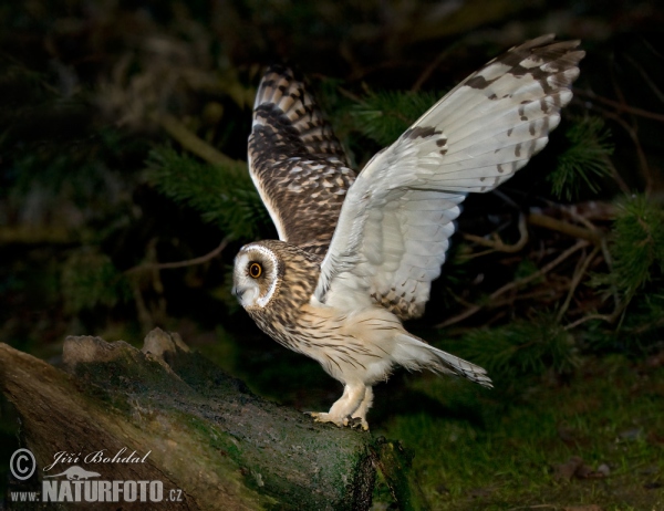 Kalous pustovka (Asio flammeus)