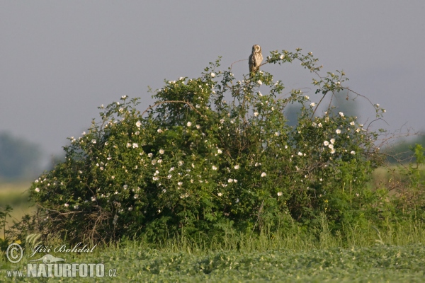 Kalous pustovka (Asio flammeus)