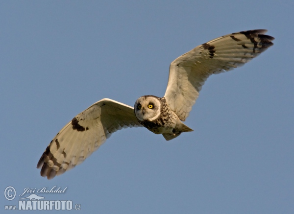 Kalous pustovka (Asio flammeus)