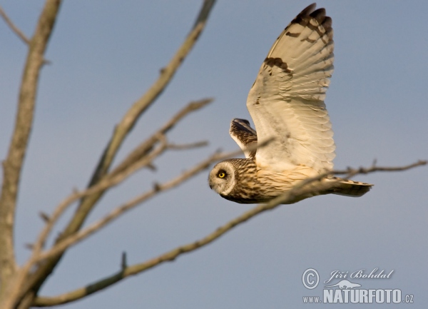 Kalous pustovka (Asio flammeus)