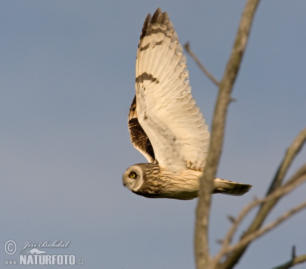 Kalous pustovka (Asio flammeus)