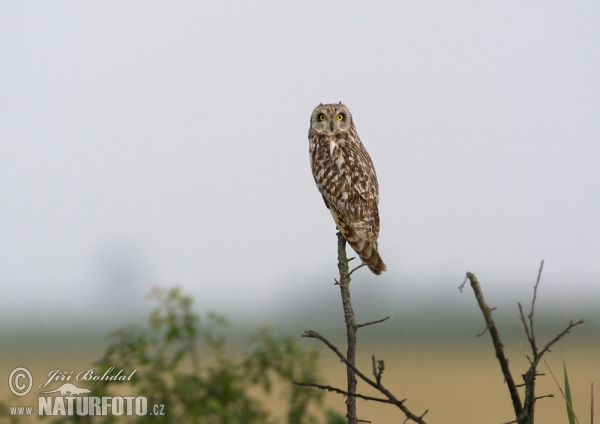 Kalous pustovka (Asio flammeus)