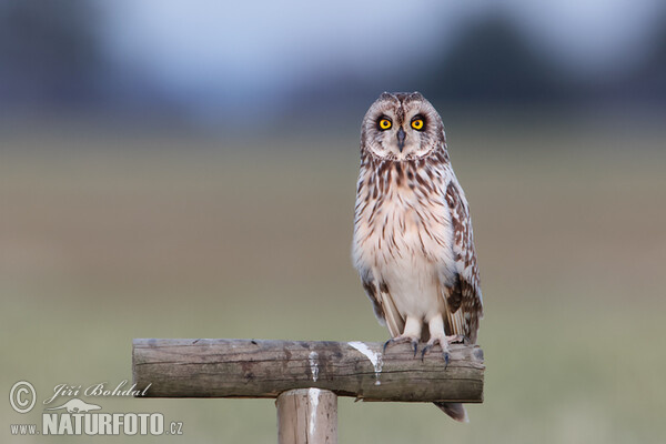 Kalous pustovka (Asio flammeus)