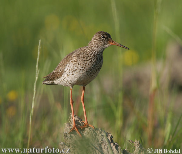 kalužiak červenonohý (Tringa totanus)