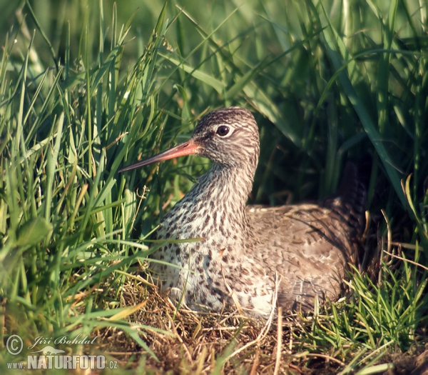 kalužiak červenonohý (Tringa totanus)