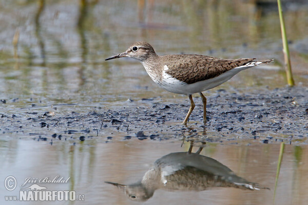 Kalužiak malý (Actitis hypoleucos)