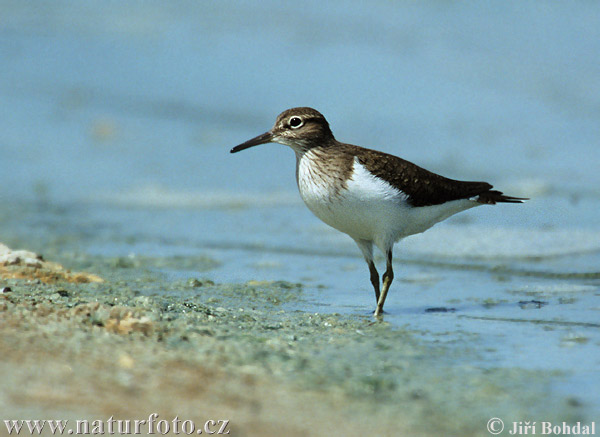 Kalužiak malý (Actitis hypoleucos)