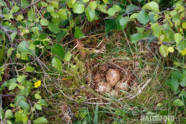 Kalužiak malý - hniezdo (Actitis hypoleucos)