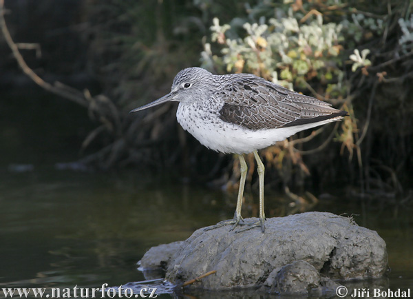 Kalužiak sivý (Tringa nebularia)