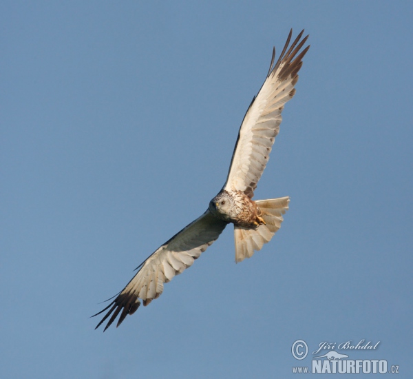 Kaňa močiarna (Circus aeruginosus)