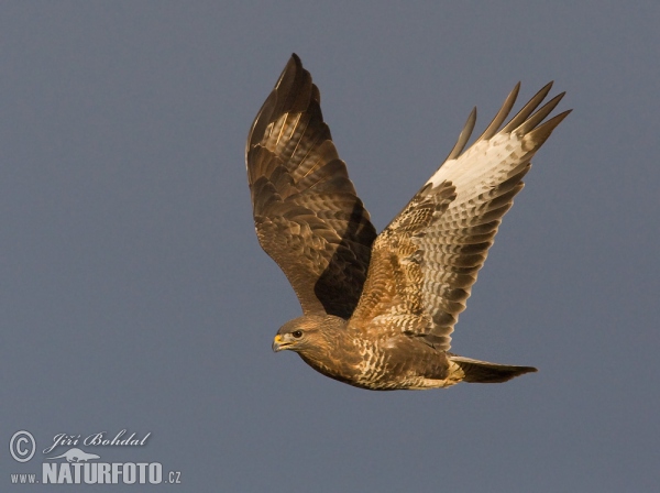 Káně lesní (Buteo buteo)