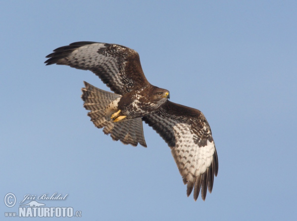 Káně lesní (Buteo buteo)