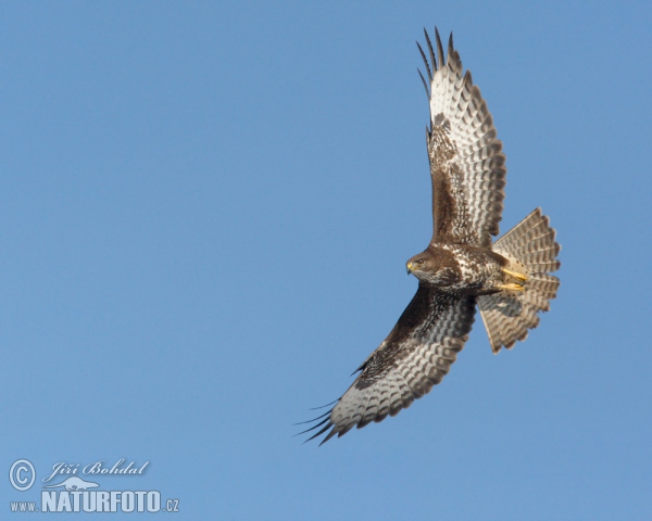 Káně lesní (Buteo buteo)