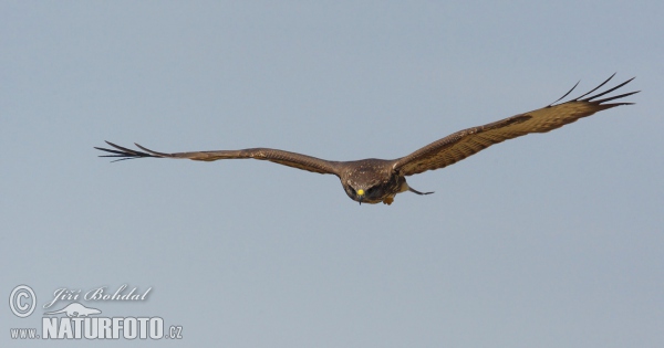 Káně lesní (Buteo buteo)