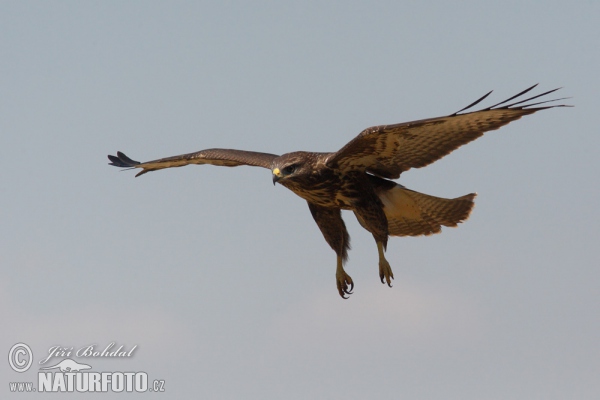 Káně lesní (Buteo buteo)