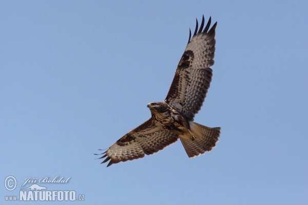 Káně lesní (Buteo buteo)