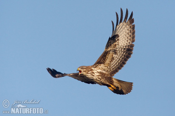 Káně lesní (Buteo buteo)