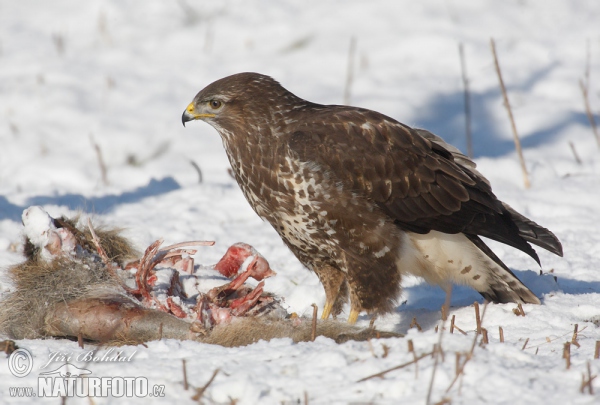 Káně lesní (Buteo buteo)