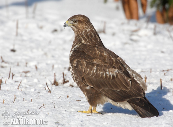 Káně lesní (Buteo buteo)