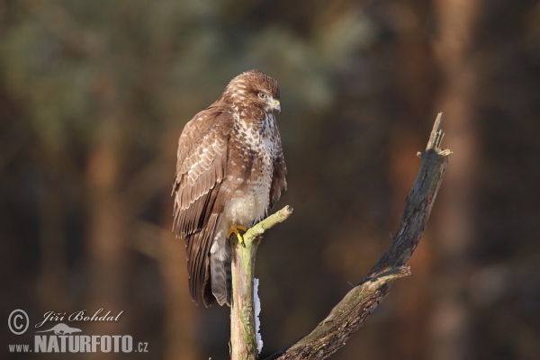 Káně lesní (Buteo buteo)