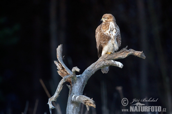 Káně lesní (Buteo buteo)