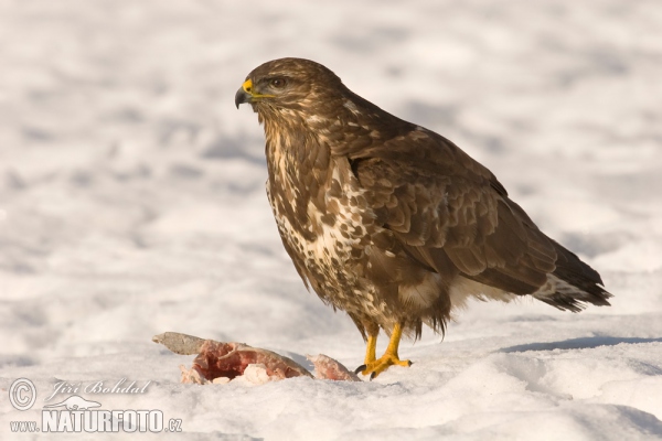 Káně lesní (Buteo buteo)