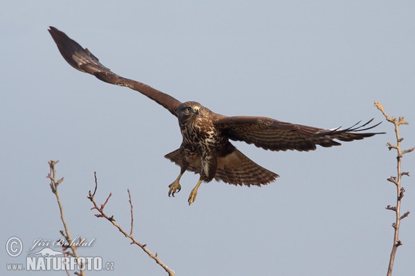 Káně lesní (Buteo buteo)