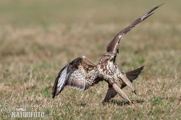 Káně lesní (Buteo buteo)