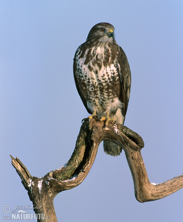 Káně lesní (Buteo buteo)