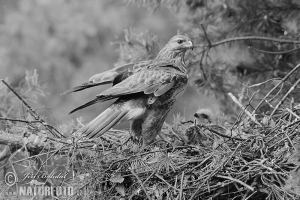 Káně lesní (Buteo buteo)