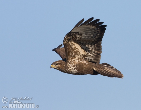 Káně lesní (Buteo buteo)