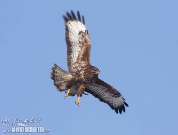 Káně lesní (Buteo buteo)