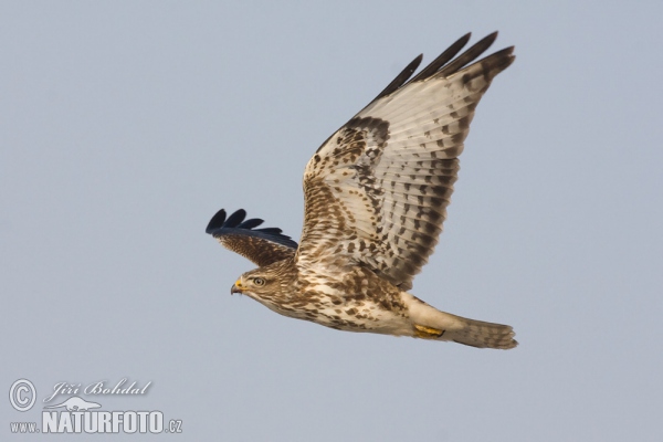 Káně lesní (Buteo buteo)