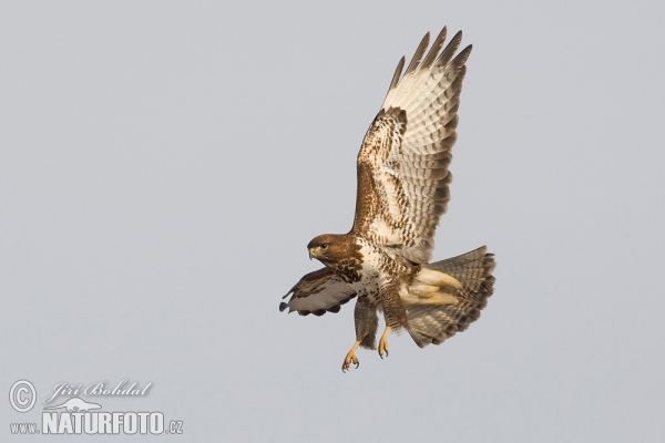 Káně lesní (Buteo buteo)